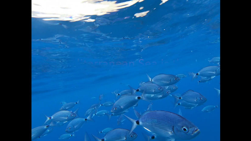 The Mediterranean is Dying